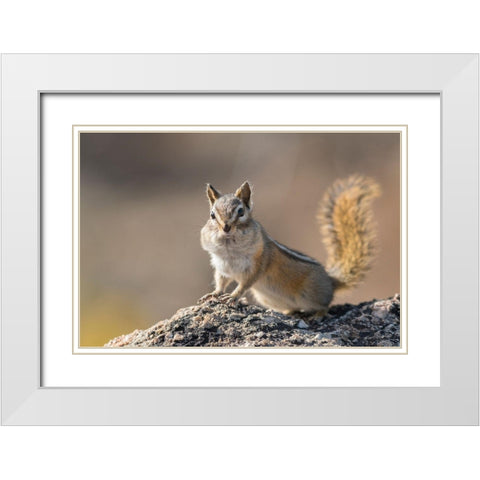 Washington State Least Chipmunk (Tamias minimus) pauses from gathering seeds on Cooper Ridge White Modern Wood Framed Art Print with Double Matting by Luhm, Gary