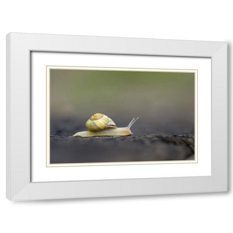 Washington State Grove Snail or Brown-lipped snail and invasive species from Europe Kirkland White Modern Wood Framed Art Print with Double Matting by Luhm, Gary