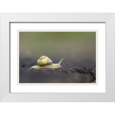 Washington State Grove Snail or Brown-lipped snail and invasive species from Europe Kirkland White Modern Wood Framed Art Print with Double Matting by Luhm, Gary
