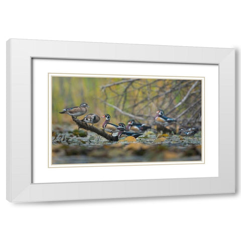 Washington State Wood Ducks (Aix sponsa) flock roosts on a quiet pond Seattle White Modern Wood Framed Art Print with Double Matting by Luhm, Gary