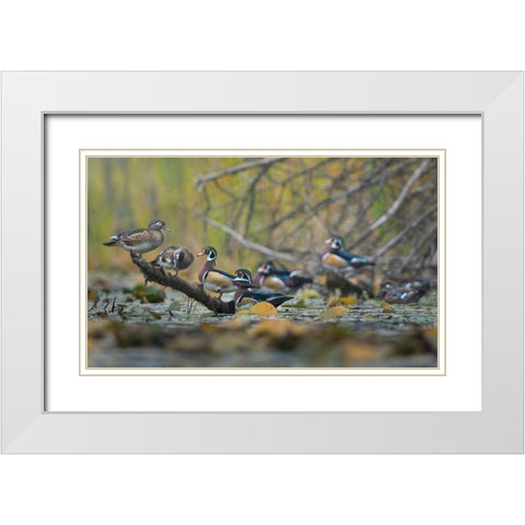 Washington State Wood Ducks (Aix sponsa) flock roosts on a quiet pond Seattle White Modern Wood Framed Art Print with Double Matting by Luhm, Gary