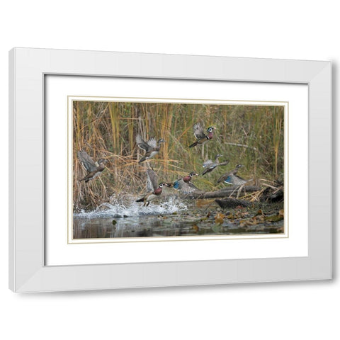 Washington State Wood Ducks (Aix sponsa) flock takes flight from a quiet pond Seattle White Modern Wood Framed Art Print with Double Matting by Luhm, Gary