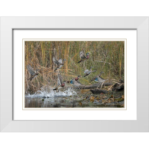 Washington State Wood Ducks (Aix sponsa) flock takes flight from a quiet pond Seattle White Modern Wood Framed Art Print with Double Matting by Luhm, Gary