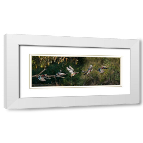 Washington State A male Wood Duck (Aix sponsa) flight sequence Seattle Digital composite White Modern Wood Framed Art Print with Double Matting by Luhm, Gary