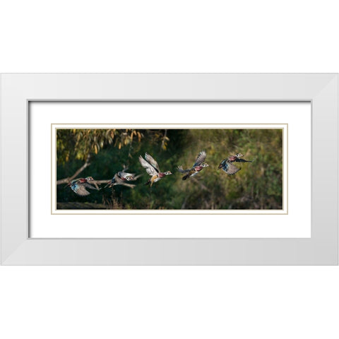 Washington State A male Wood Duck (Aix sponsa) flight sequence Seattle Digital composite White Modern Wood Framed Art Print with Double Matting by Luhm, Gary