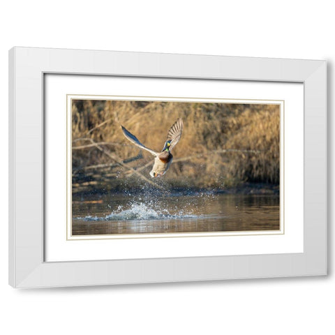 Washington State Male Mallard (Anas platyrhynchos) takes flight from Lake Washington Kirkland White Modern Wood Framed Art Print with Double Matting by Luhm, Gary