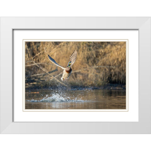 Washington State Male Mallard (Anas platyrhynchos) takes flight from Lake Washington Kirkland White Modern Wood Framed Art Print with Double Matting by Luhm, Gary