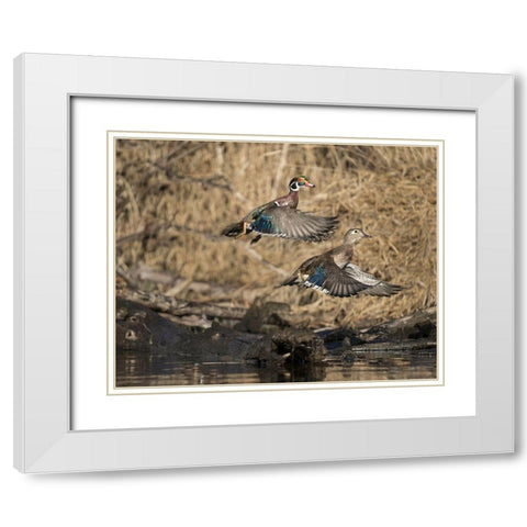 Washington State A male and female Wood Duck (Aix sponsa) take flight Seattle Digital composite White Modern Wood Framed Art Print with Double Matting by Luhm, Gary