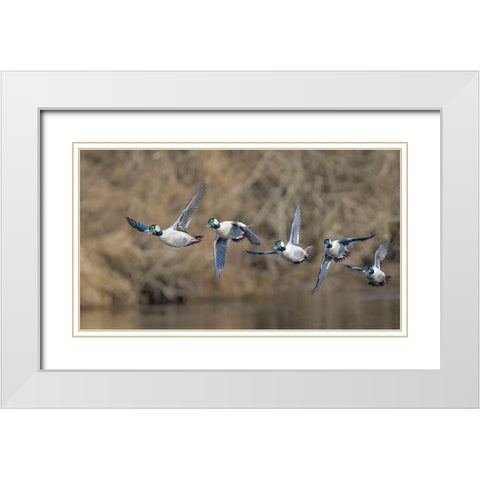 Washington State Composite image of a male Bufflehead taking off from the Sammamish Slough White Modern Wood Framed Art Print with Double Matting by Luhm, Gary