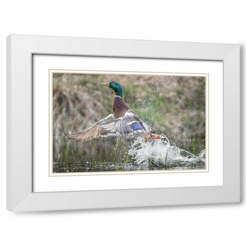 Washington State Male Mallard (Anas platyrhynchos) takes flight from Lake Washington Kirkland White Modern Wood Framed Art Print with Double Matting by Luhm, Gary