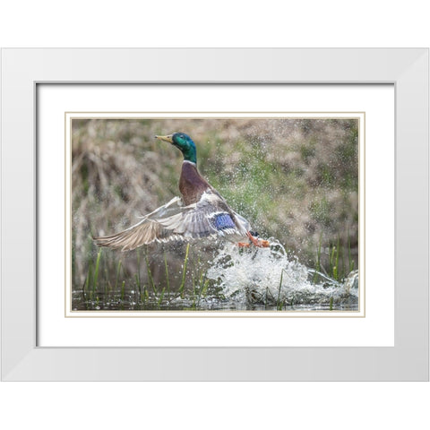 Washington State Male Mallard (Anas platyrhynchos) takes flight from Lake Washington Kirkland White Modern Wood Framed Art Print with Double Matting by Luhm, Gary