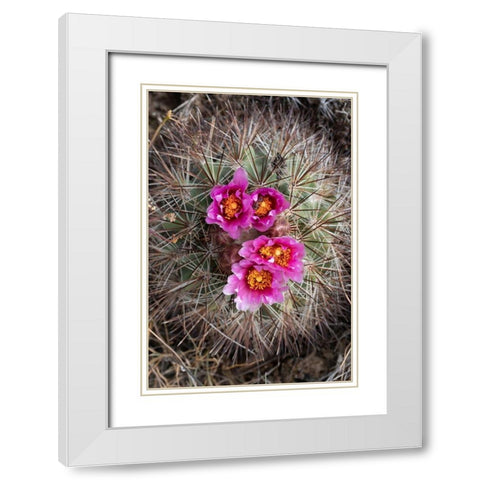 Washington State Simpsons Hedgehog Cactus flowering in May at Beezley Hills Preserve White Modern Wood Framed Art Print with Double Matting by Luhm, Gary