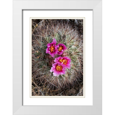 Washington State Simpsons Hedgehog Cactus flowering in May at Beezley Hills Preserve White Modern Wood Framed Art Print with Double Matting by Luhm, Gary