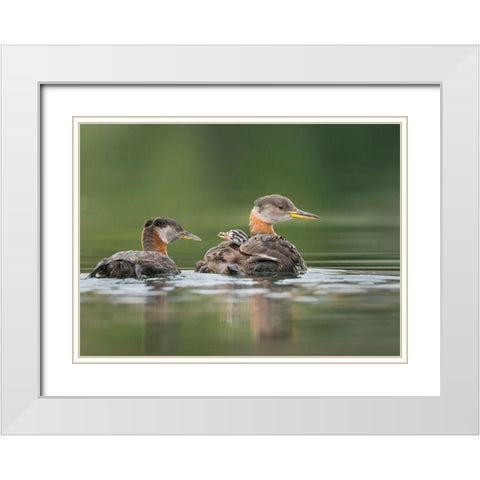 Washington State A Red-necked Grebe chick rides atop parent during feeding on lake White Modern Wood Framed Art Print with Double Matting by Luhm, Gary