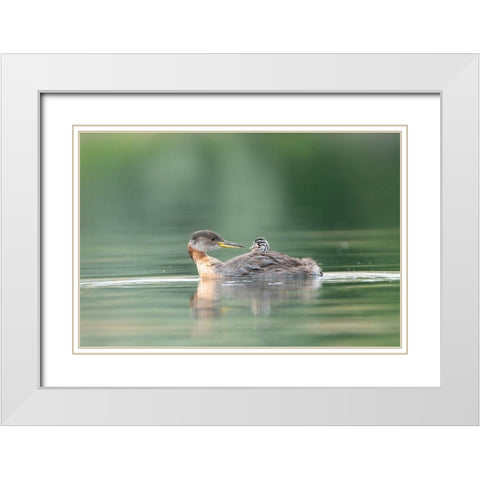 Washington State A Red-necked Grebe chick rides atop parent during feeding on lake White Modern Wood Framed Art Print with Double Matting by Luhm, Gary
