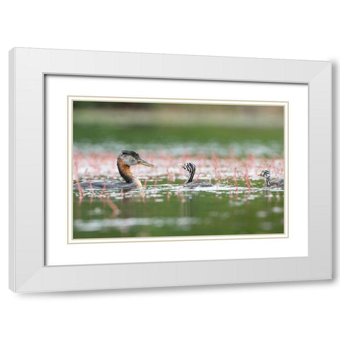 Washington State A Red-necked Grebe parent feeds fish to a chick on a lake in Okanogan County White Modern Wood Framed Art Print with Double Matting by Luhm, Gary