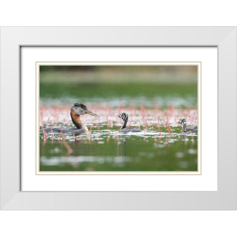 Washington State A Red-necked Grebe parent feeds fish to a chick on a lake in Okanogan County White Modern Wood Framed Art Print with Double Matting by Luhm, Gary