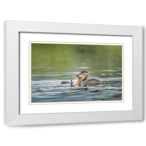 Washington State A Red-necked Grebe parent feeds fish to a chick on a lake in Okanogan County White Modern Wood Framed Art Print with Double Matting by Luhm, Gary