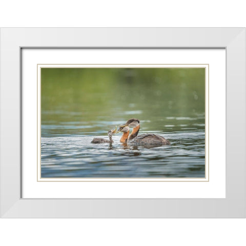 Washington State A Red-necked Grebe parent feeds fish to a chick on a lake in Okanogan County White Modern Wood Framed Art Print with Double Matting by Luhm, Gary