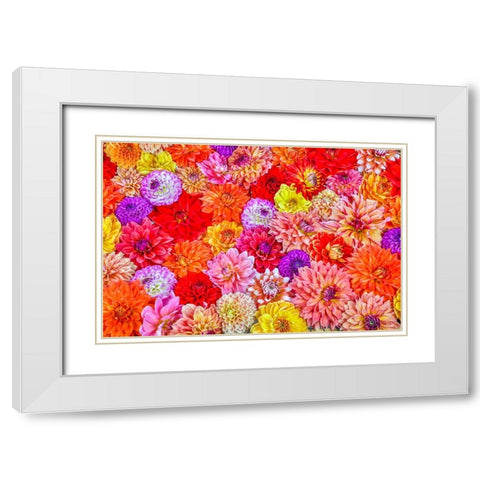 Usa-Washington State-Sammamish Group of Dahlias White Modern Wood Framed Art Print with Double Matting by Looney, Hollice