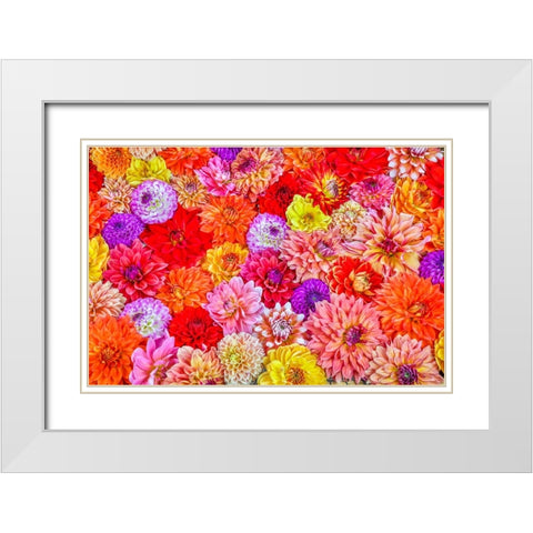 Usa-Washington State-Sammamish Group of Dahlias White Modern Wood Framed Art Print with Double Matting by Looney, Hollice
