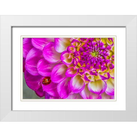 Usa-Washington State-Sammamish Ladybug on a Dahlia White Modern Wood Framed Art Print with Double Matting by Looney, Hollice
