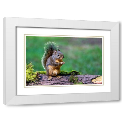 Issaquah-Washington State-USA-Western Gray Squirrel standing on a log eating a peanut White Modern Wood Framed Art Print with Double Matting by Horton, Janet