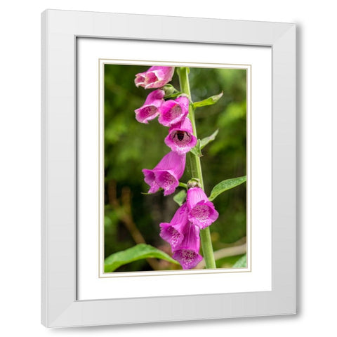 Issaquah-Washington State-USA Common Foxglove (Digitalis purpurea) White Modern Wood Framed Art Print with Double Matting by Horton, Janet