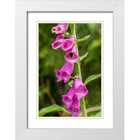 Issaquah-Washington State-USA Common Foxglove (Digitalis purpurea) White Modern Wood Framed Art Print with Double Matting by Horton, Janet