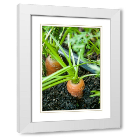 Issaquah-Washington State-USA Yaya carrots growing with tops showing White Modern Wood Framed Art Print with Double Matting by Horton, Janet