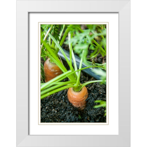 Issaquah-Washington State-USA Yaya carrots growing with tops showing White Modern Wood Framed Art Print with Double Matting by Horton, Janet