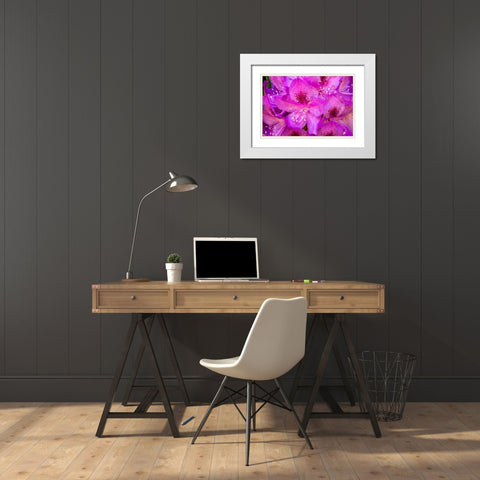 Issaquah-Washington State-USA Deep Pink rhododendron in bloom  White Modern Wood Framed Art Print with Double Matting by Horton, Janet