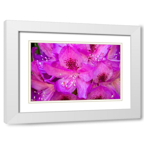 Issaquah-Washington State-USA Deep Pink rhododendron in bloom  White Modern Wood Framed Art Print with Double Matting by Horton, Janet