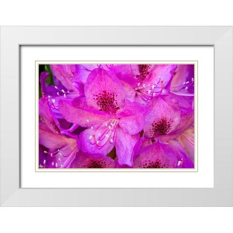 Issaquah-Washington State-USA Deep Pink rhododendron in bloom  White Modern Wood Framed Art Print with Double Matting by Horton, Janet