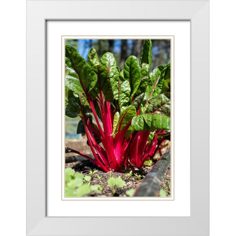Issaquah-Washington State-USA Over-wintered Ruby Red Chard plants White Modern Wood Framed Art Print with Double Matting by Horton, Janet