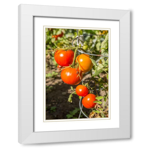 Bellevue-Washington State-USA Ripe Willamette tomatoes on the vine White Modern Wood Framed Art Print with Double Matting by Horton, Janet