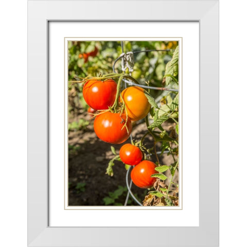 Bellevue-Washington State-USA Ripe Willamette tomatoes on the vine White Modern Wood Framed Art Print with Double Matting by Horton, Janet