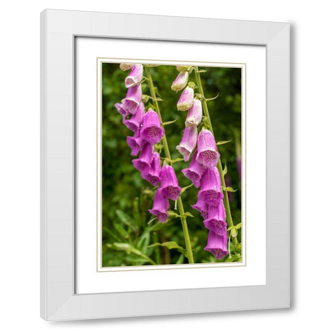Issaquah-Washington State-USA Common Foxglove (Digitalis purpurea) White Modern Wood Framed Art Print with Double Matting by Horton, Janet
