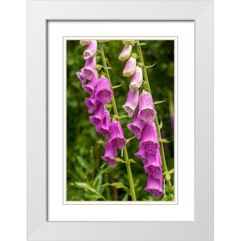 Issaquah-Washington State-USA Common Foxglove (Digitalis purpurea) White Modern Wood Framed Art Print with Double Matting by Horton, Janet