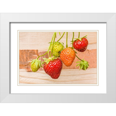 Issaquah-Washington State-USA Everbearing strawberries White Modern Wood Framed Art Print with Double Matting by Horton, Janet