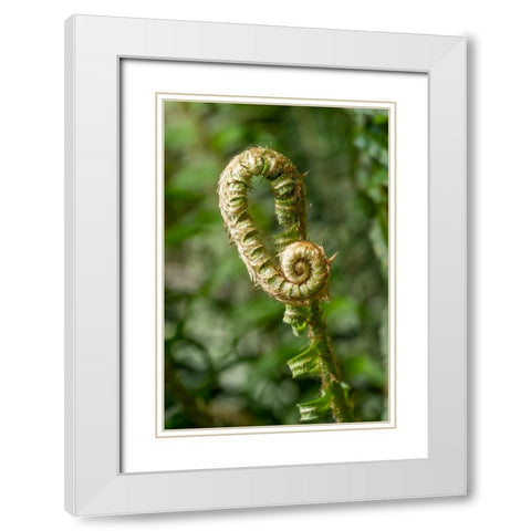 Issaquah-Washington State-USA Western Swordfern fiddleheads Fronds White Modern Wood Framed Art Print with Double Matting by Horton, Janet
