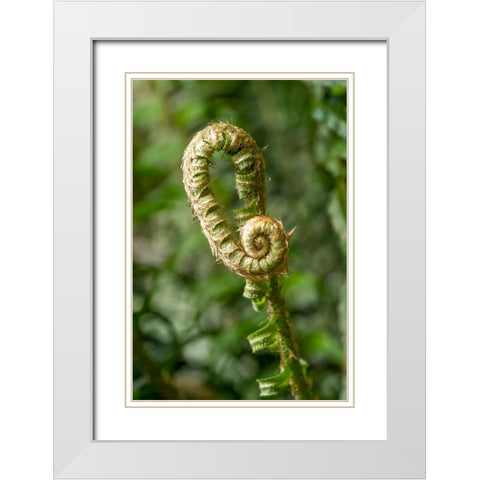 Issaquah-Washington State-USA Western Swordfern fiddleheads Fronds White Modern Wood Framed Art Print with Double Matting by Horton, Janet