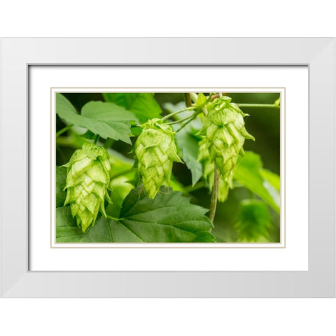 Issaquah-Washington State-USA Close-up of hops cones White Modern Wood Framed Art Print with Double Matting by Horton, Janet