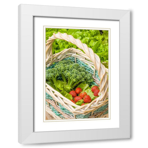 Issaquah-Washington State-USA Basket of freshly harvested Blue Wind broccoli White Modern Wood Framed Art Print with Double Matting by Horton, Janet