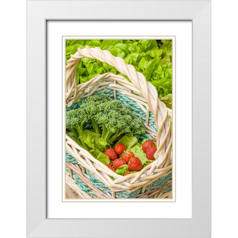 Issaquah-Washington State-USA Basket of freshly harvested Blue Wind broccoli White Modern Wood Framed Art Print with Double Matting by Horton, Janet
