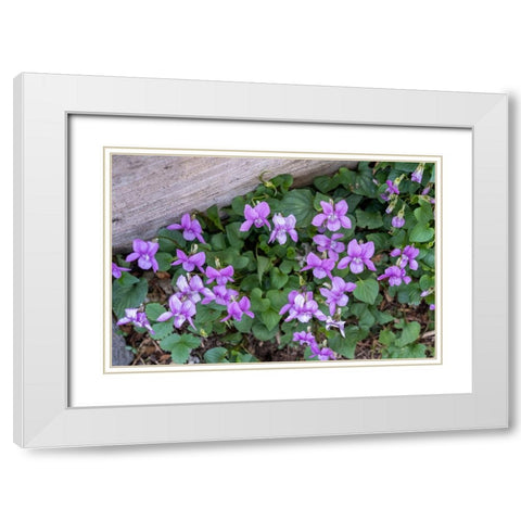 Issaquah-Washington State-USA Viola sororia or called Common Blue Violet White Modern Wood Framed Art Print with Double Matting by Horton, Janet