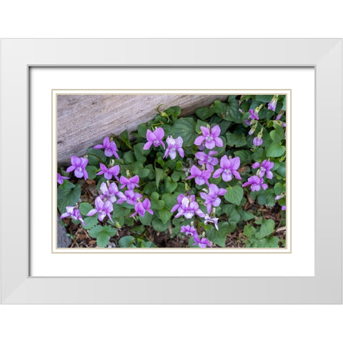 Issaquah-Washington State-USA Viola sororia or called Common Blue Violet White Modern Wood Framed Art Print with Double Matting by Horton, Janet