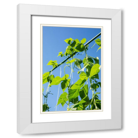 Maple Valley-Washington State-USA Good Mother Stallard heirloom pole green beans White Modern Wood Framed Art Print with Double Matting by Horton, Janet