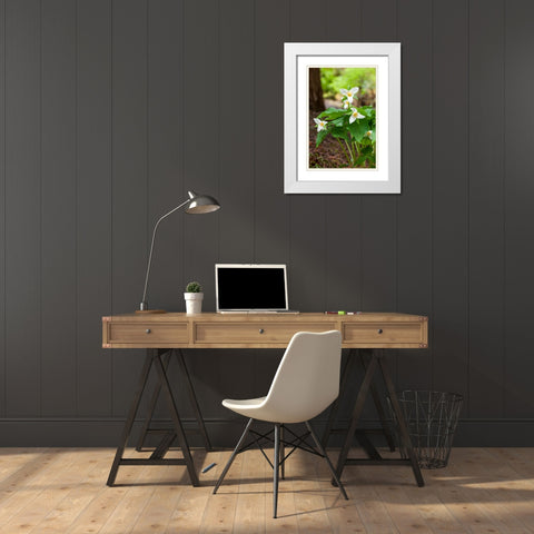 Issaquah-Washington State-USA Western Trillium wildflowers White Modern Wood Framed Art Print with Double Matting by Horton, Janet