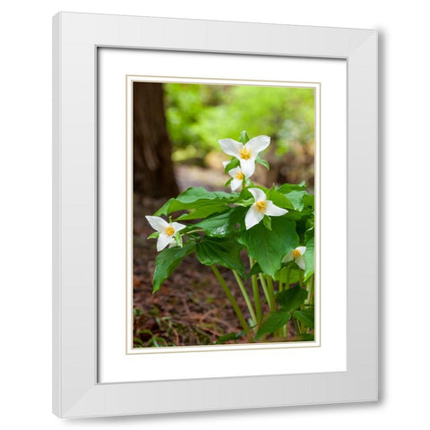 Issaquah-Washington State-USA Western Trillium wildflowers White Modern Wood Framed Art Print with Double Matting by Horton, Janet